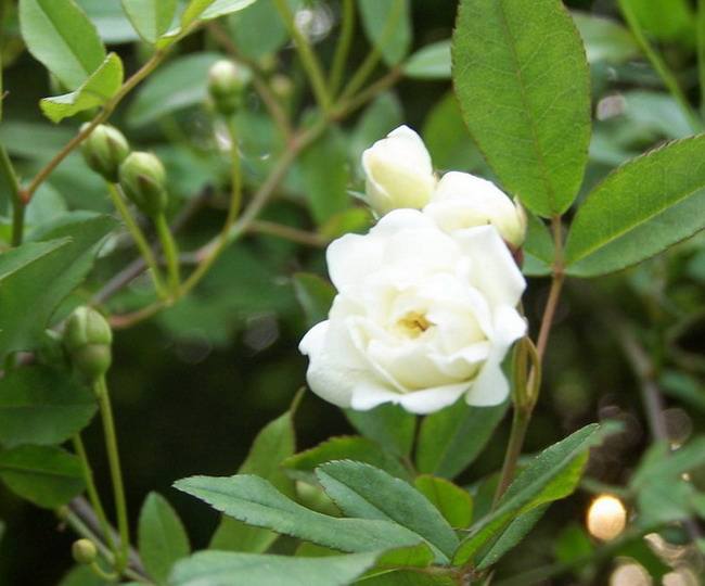 茉莉的养殖方法